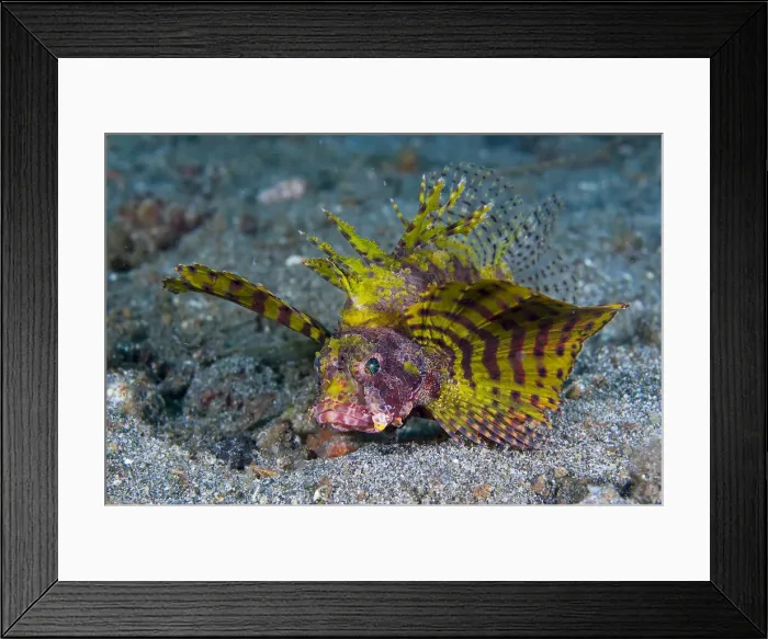 Framed Print : DDE-90024778 Framed Print : DDE-90024778