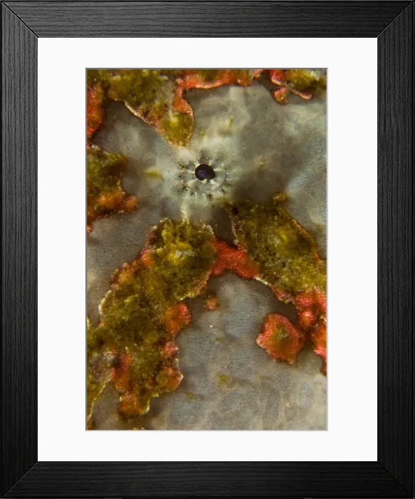 Framed Print : DDE-90024780 Framed Print : DDE-90024780