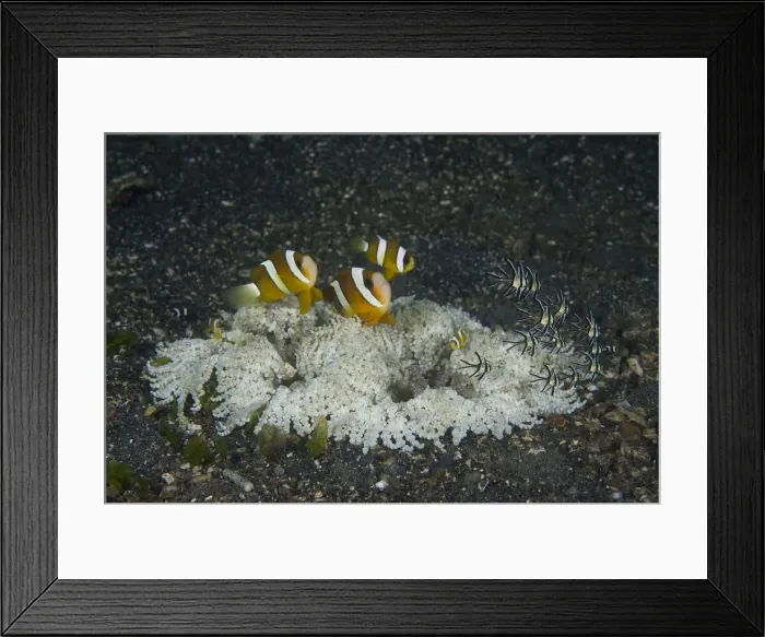 Framed Print : DDE-90024779 Framed Print : DDE-90024779