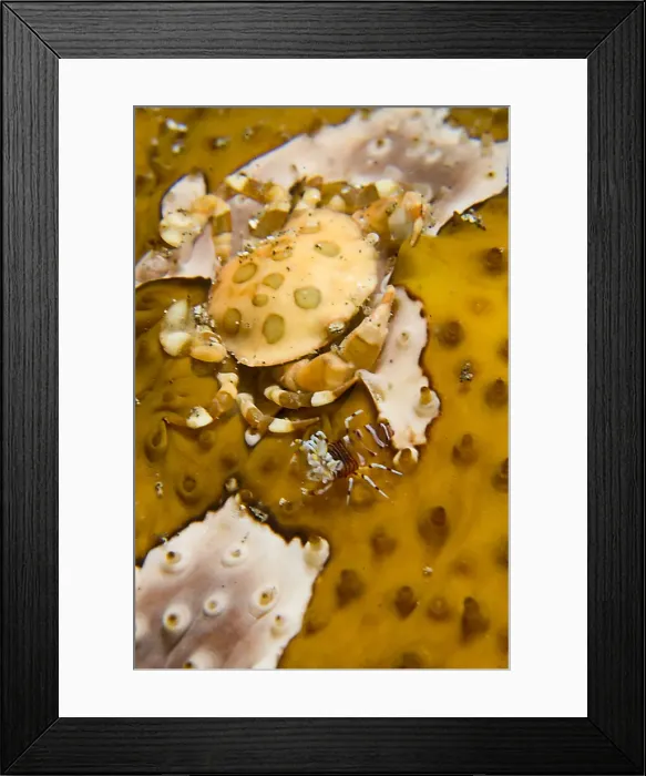 Framed Print : DDE-90024782 Framed Print : DDE-90024782