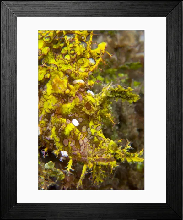 Framed Print : DDE-90024781 Framed Print : DDE-90024781