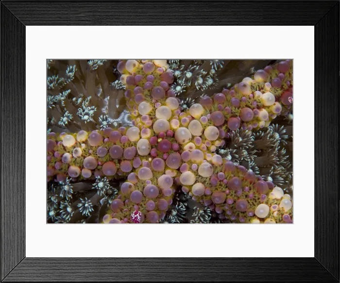 Framed Print : DDE-90024784 Framed Print : DDE-90024784