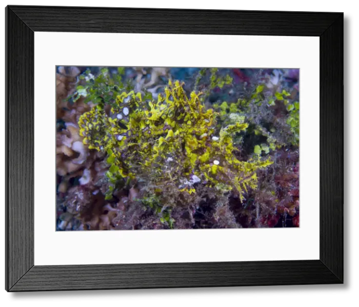 Framed Print : DDE-90024783 Framed Print : DDE-90024783