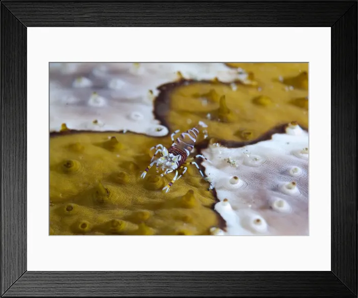 Framed Print : DDE-90024785 Framed Print : DDE-90024785