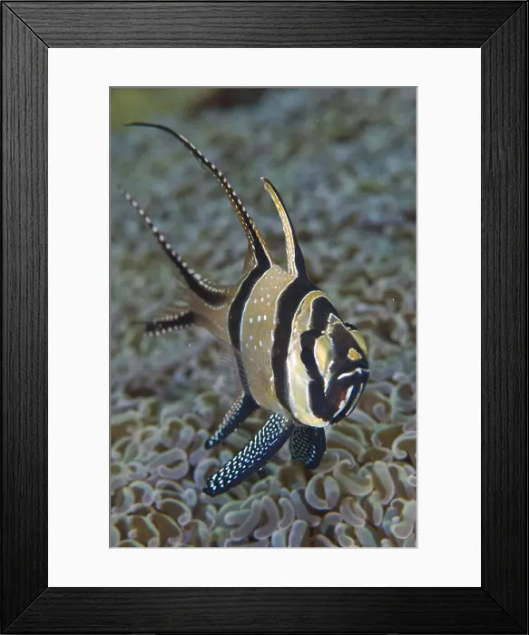 Framed Print : DDE-90024788 Framed Print : DDE-90024788