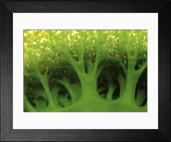 Framed Print : DDE-90024789 Framed Print : DDE-90024789