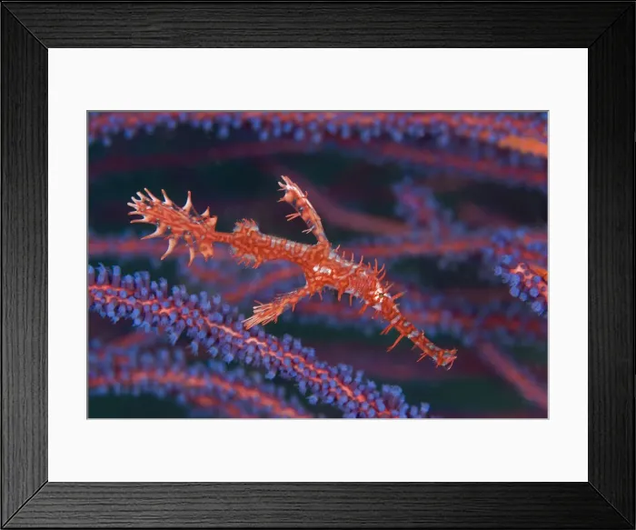 Framed Print : DDE-90024790 Framed Print : DDE-90024790