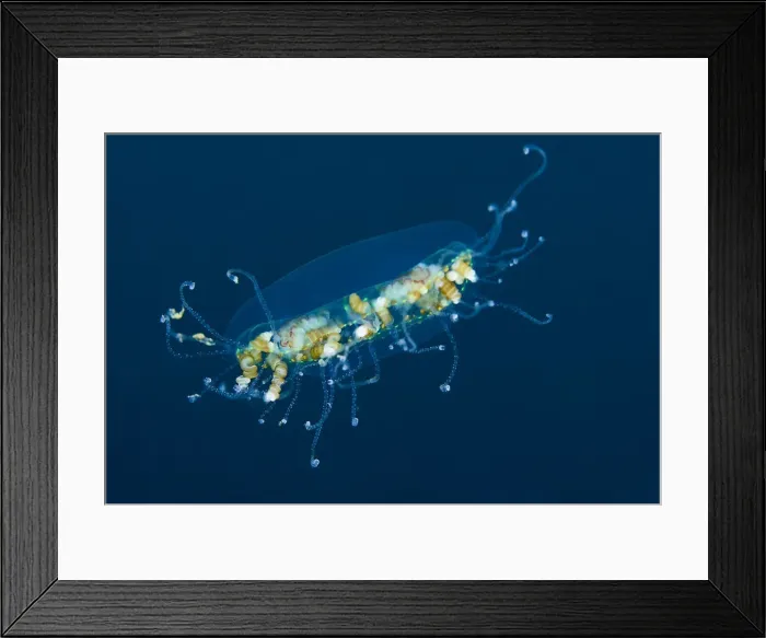 Framed Print : DDE-90024786 Framed Print : DDE-90024786