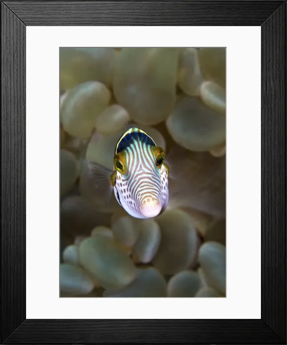 Framed Print : DDE-90024792 Framed Print : DDE-90024792