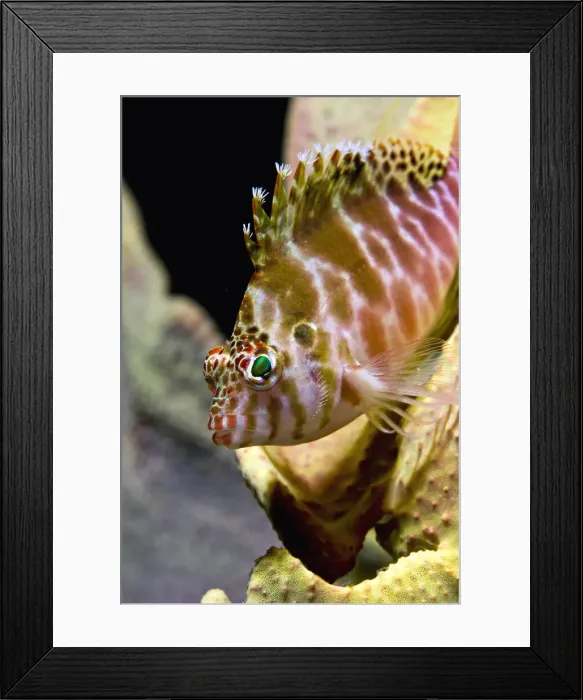 Framed Print : DDE-90024793 Framed Print : DDE-90024793