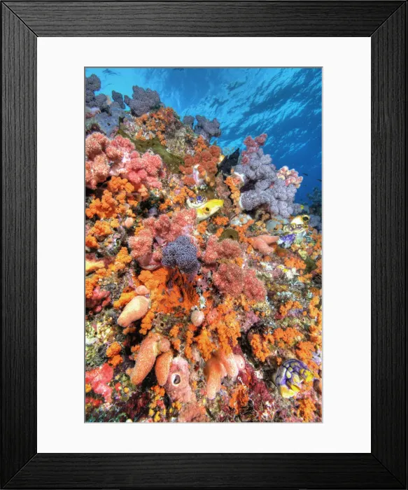 Framed Print : DDE-90024791 Framed Print : DDE-90024791