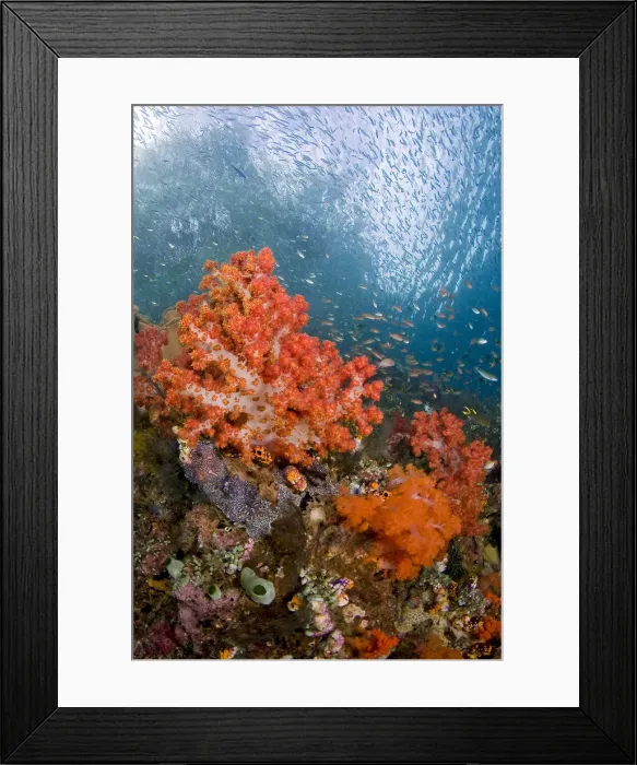 Framed Print : DDE-90024795 Framed Print : DDE-90024795