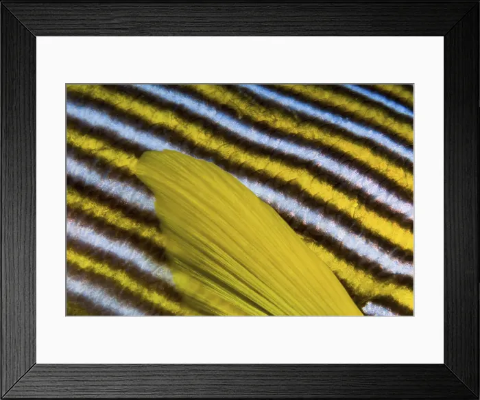 Framed Print : DDE-90024797 Framed Print : DDE-90024797