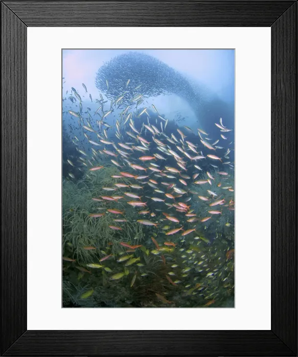 Framed Print : DDE-90024796 Framed Print : DDE-90024796