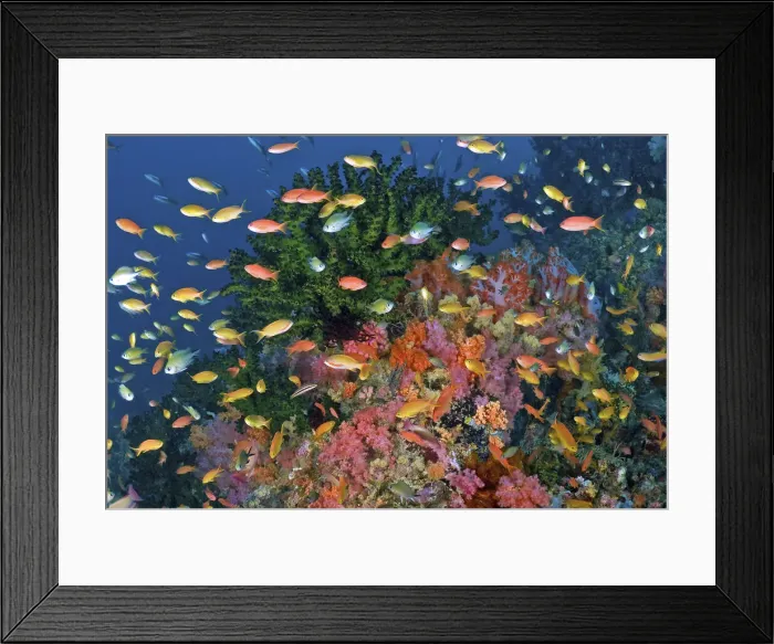 Framed Print : DDE-90024798 Framed Print : DDE-90024798
