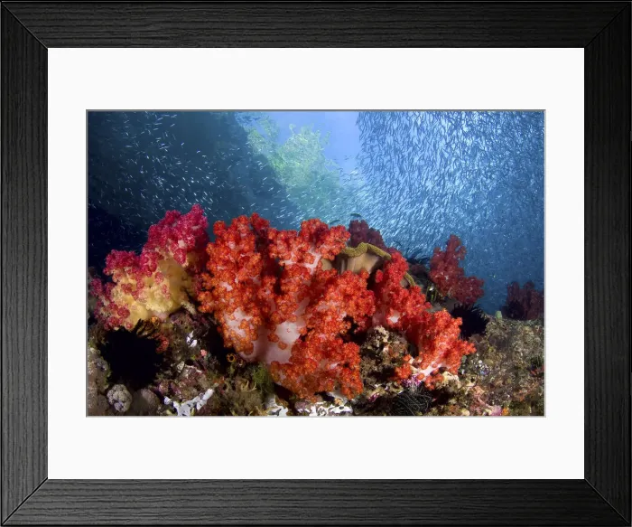 Framed Print : DDE-90024799 Framed Print : DDE-90024799