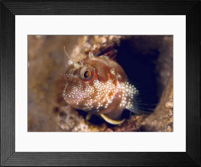 Framed Print : DDE-90024801