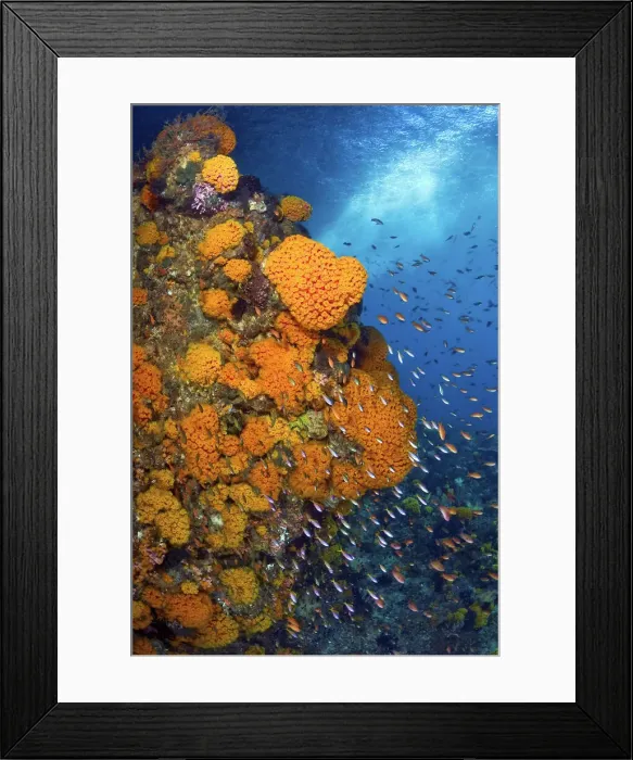 Framed Print : DDE-90024800 Framed Print : DDE-90024800