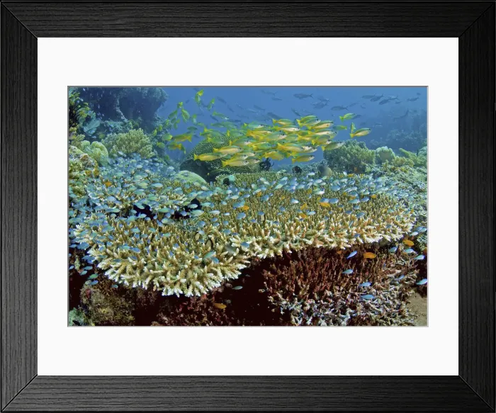 Framed Print : DDE-90024802 Framed Print : DDE-90024802