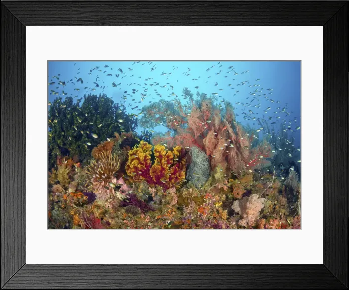 Framed Print : DDE-90024803 Framed Print : DDE-90024803