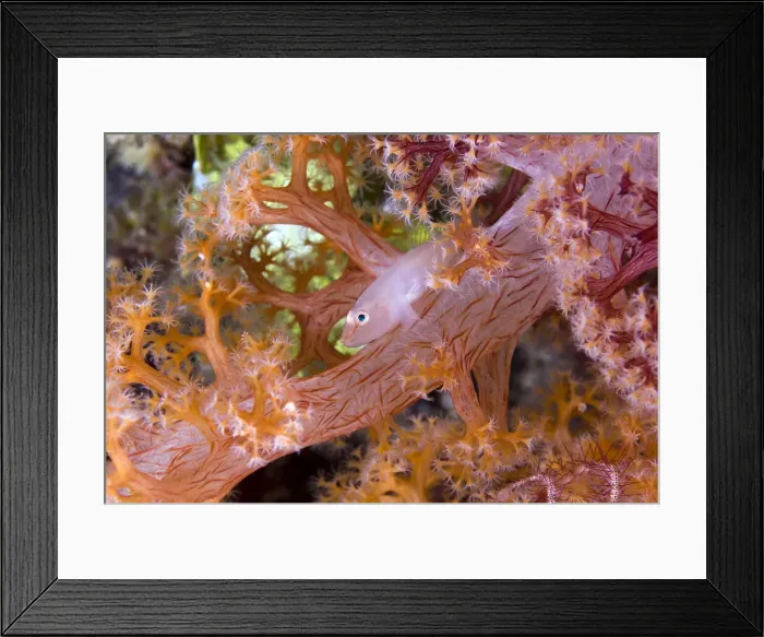 Framed Print : DDE-90024805 Framed Print : DDE-90024805