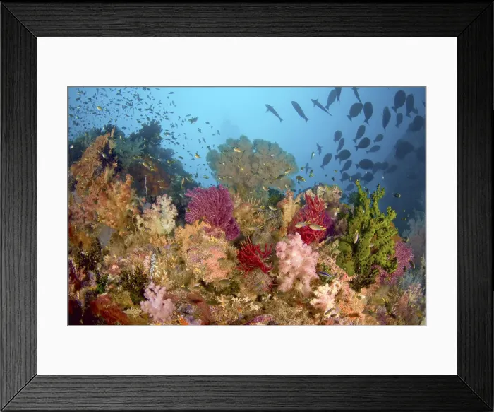 Framed Print : DDE-90024804 Framed Print : DDE-90024804