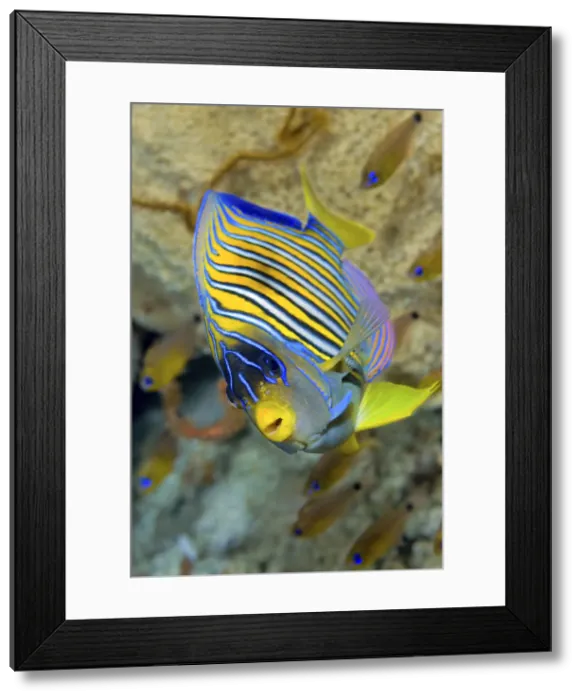 Framed Print : DDE-90024807 Framed Print : DDE-90024807