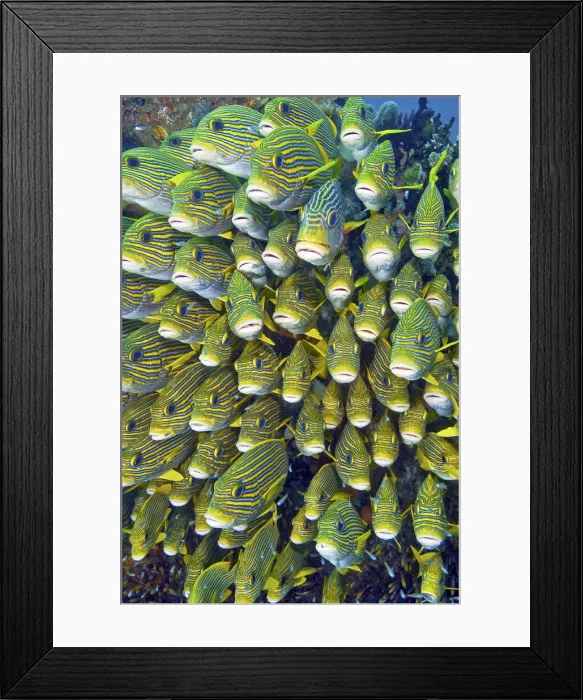 Framed Print : DDE-90024806 Framed Print : DDE-90024806