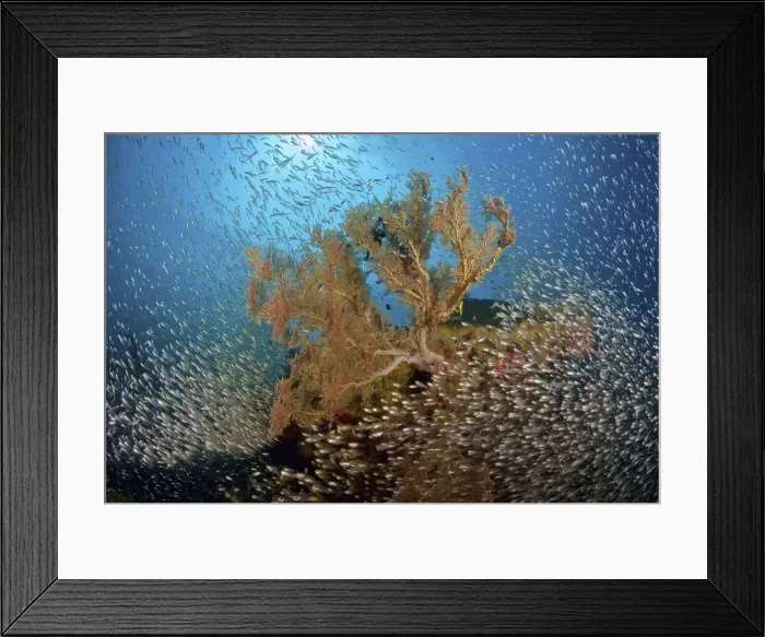 Framed Print : DDE-90024808 Framed Print : DDE-90024808