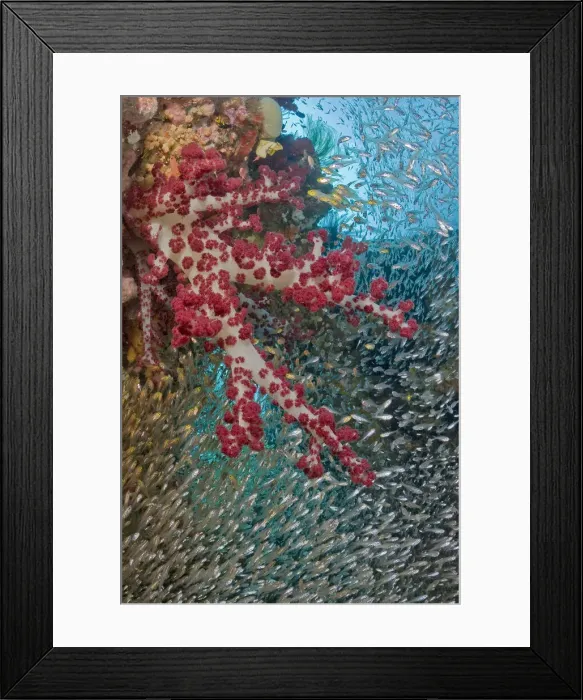 Framed Print : DDE-90024810 Framed Print : DDE-90024810
