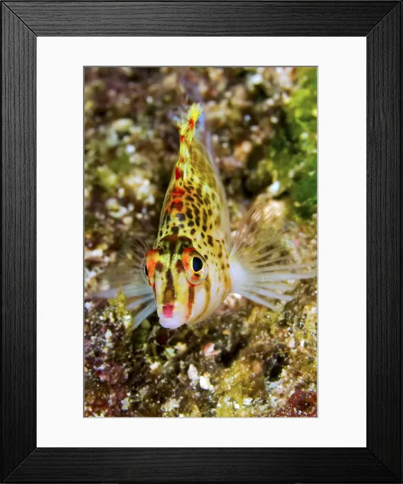 Framed Print : DDE-90024812 Framed Print : DDE-90024812