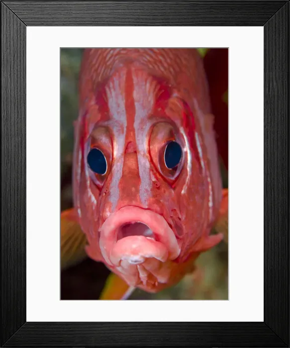 Framed Print : DDE-90024811