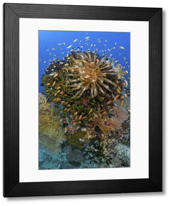 Framed Print : DDE-90024813 Framed Print : DDE-90024813