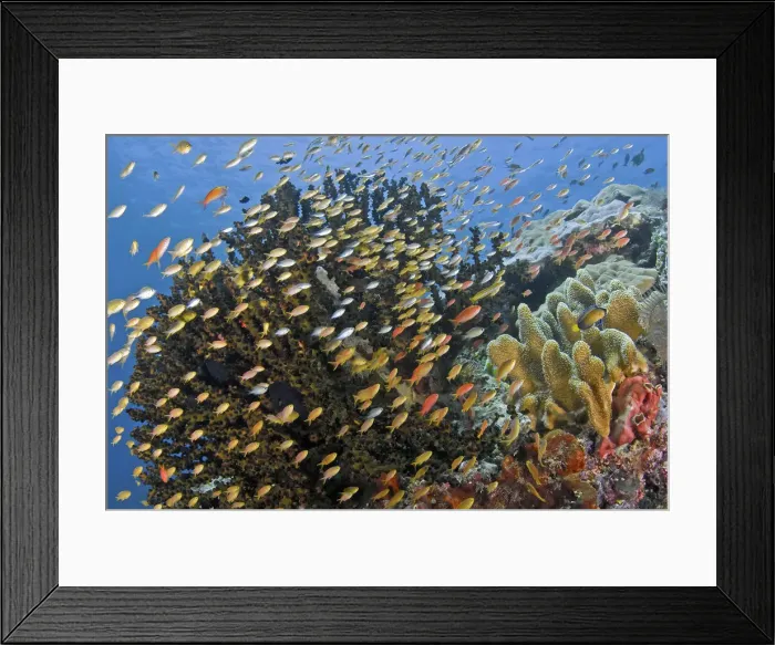 Framed Print : DDE-90024815 Framed Print : DDE-90024815