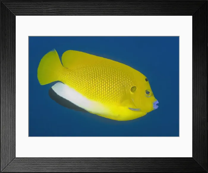 Framed Print : Close-up of angelfish (Pterophyllum), Raja Framed Print : Close-up of angelfish (Pterophyllum), Raja