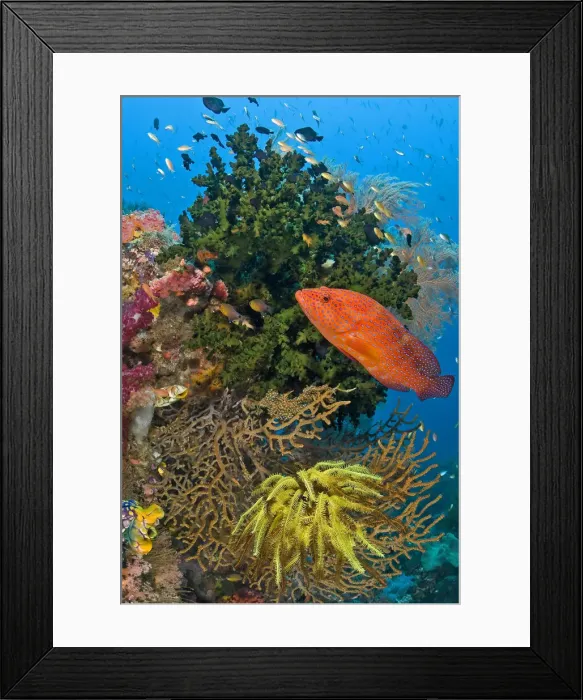 Framed Print : DDE-90024814 Framed Print : DDE-90024814