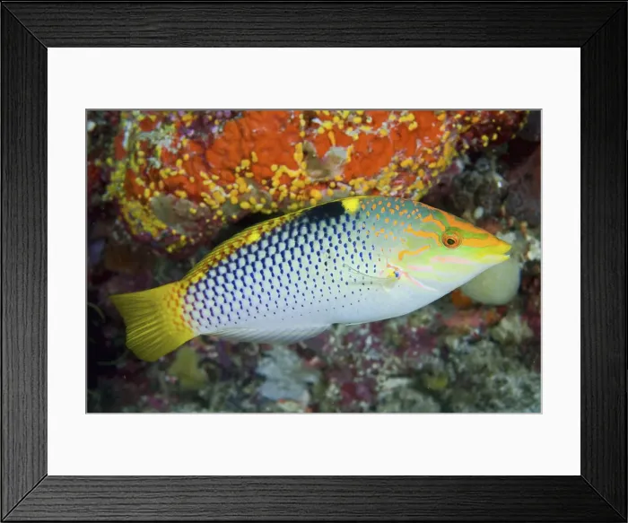 Framed Print : DDE-90024817 Framed Print : DDE-90024817