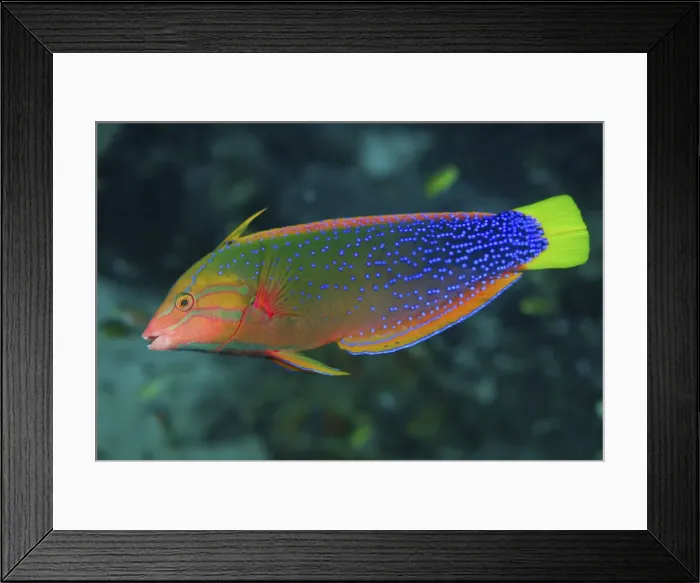 Framed Print : DDE-90024818 Framed Print : DDE-90024818