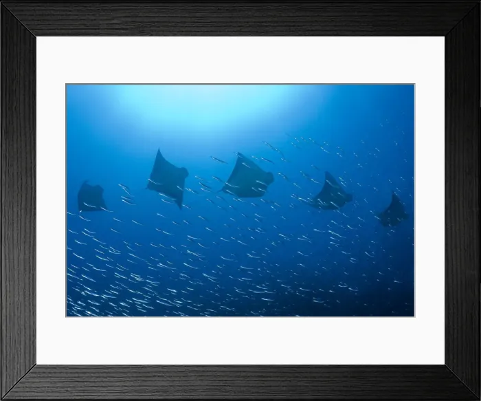 Framed Print : DDE-90024820 Framed Print : DDE-90024820