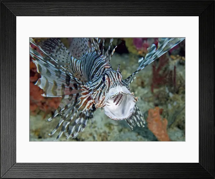 Framed Print : DDE-90024821 Framed Print : DDE-90024821