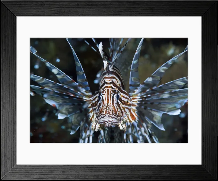 Framed Print : DDE-90024819 Framed Print : DDE-90024819