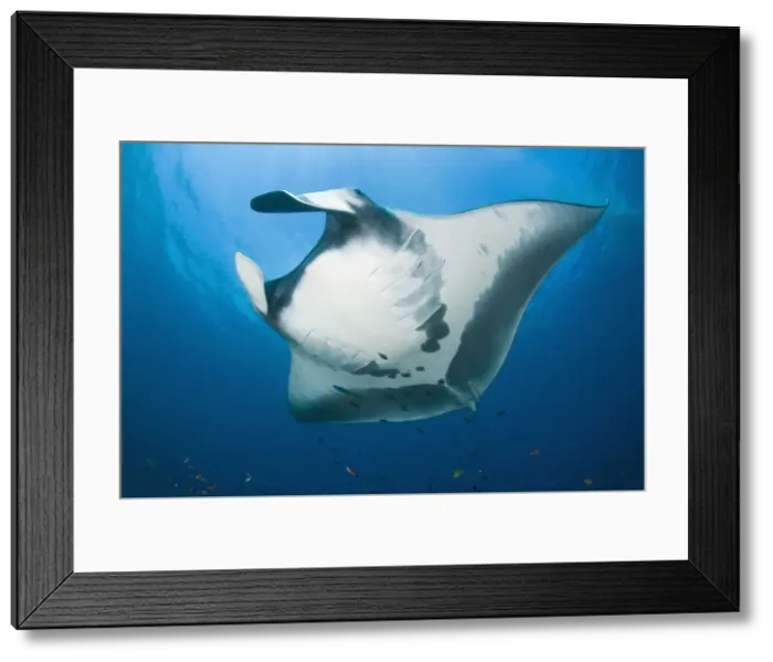 Framed Print : Manta ray's (Manta birostris) underside Framed Print : Manta ray's (Manta birostris) underside