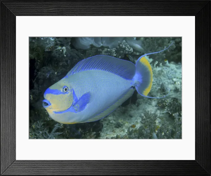 Framed Print : DDE-90024824 Framed Print : DDE-90024824