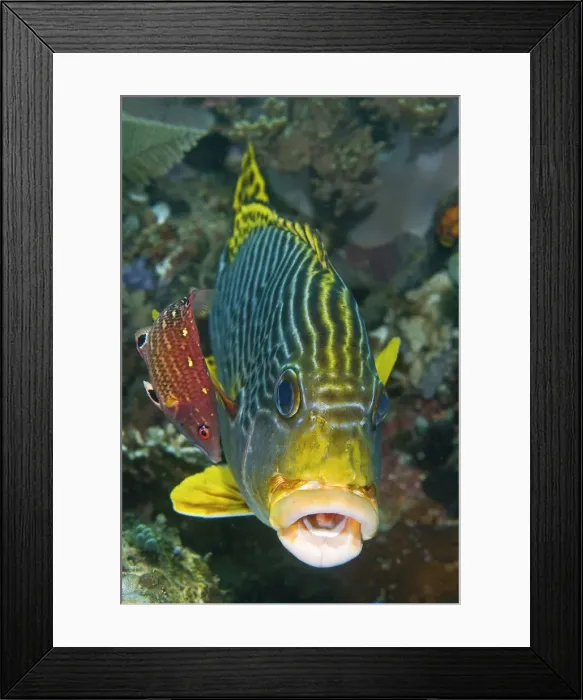 Framed Print : DDE-90024825