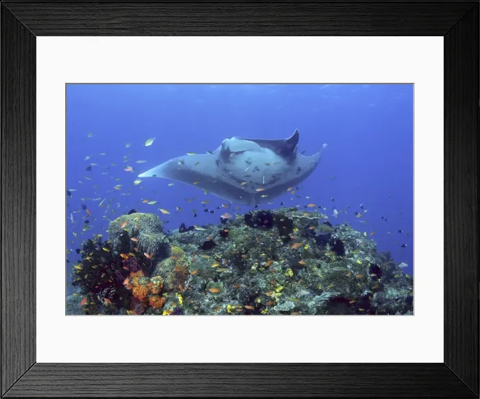 Framed Print : Manta ray (Manta birostris) glides over Framed Print : Manta ray (Manta birostris) glides over