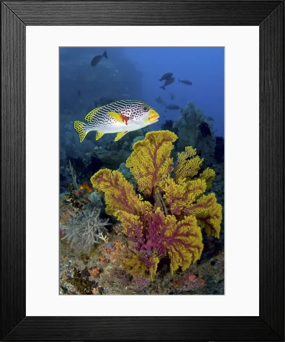 Framed Print : DDE-90024826 Framed Print : DDE-90024826