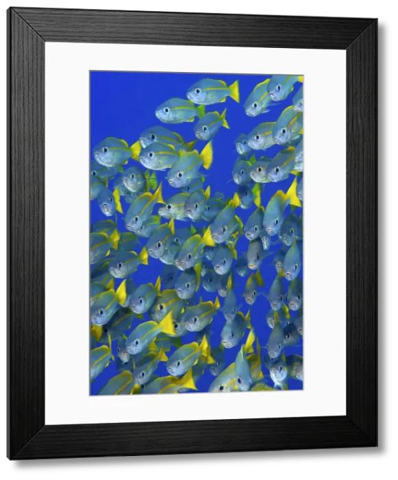 Framed Print : DDE-90024828 Framed Print : DDE-90024828