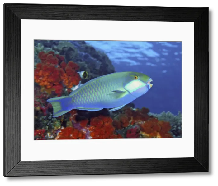 Framed Print : DDE-90024829 Framed Print : DDE-90024829