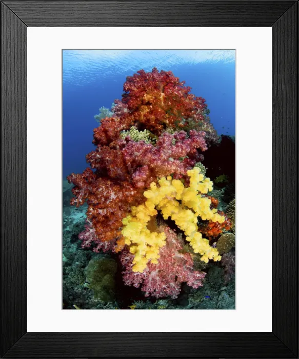 Framed Print : DDE-90024827 Framed Print : DDE-90024827
