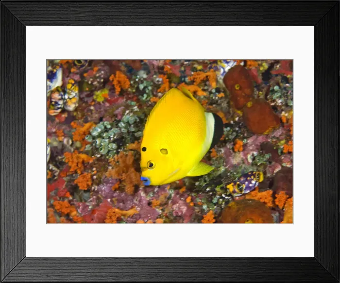 Framed Print : DDE-90024830 Framed Print : DDE-90024830